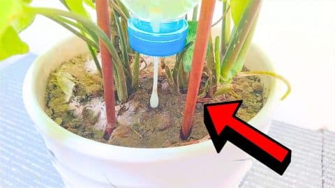 Easy DIY Drip Irrigation System Made Out of Recycled Materials | DIY Joy Projects and Crafts Ideas