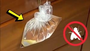 Genius Trick To Keep Flies Away From Your Home