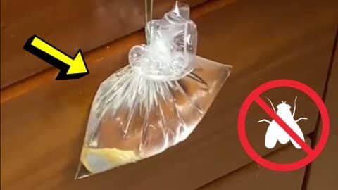 Genius Trick To Keep Flies Away From Your Home | DIY Joy Projects and Crafts Ideas