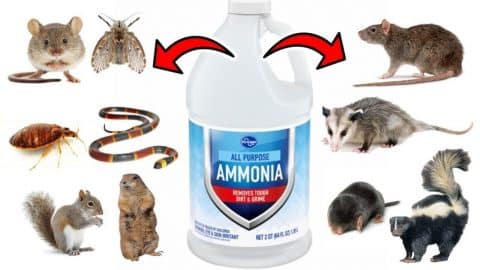 How to Get Rid of Pests Using Ammonia | DIY Joy Projects and Crafts Ideas