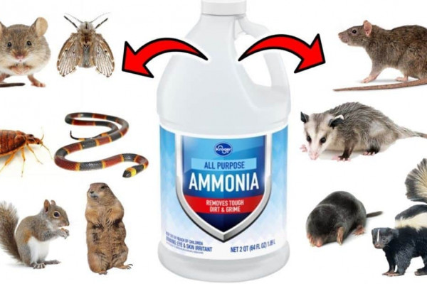 How to Get Rid of Pests Using Ammonia
