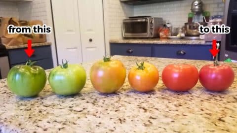 How to Ripen Green Tomatoes Indoors | DIY Joy Projects and Crafts Ideas