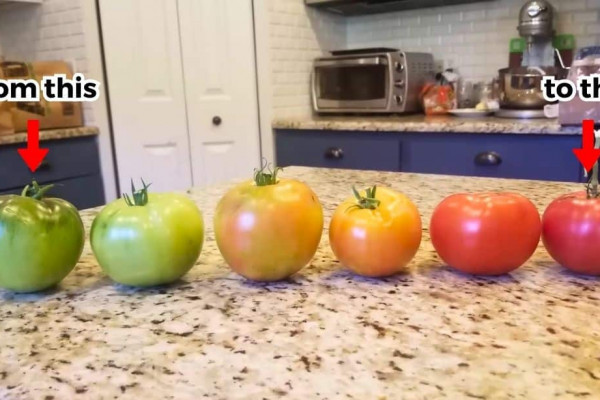 How to Ripen Green Tomatoes Indoors