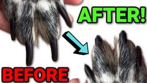 How to Safely Clip Your Dog’s Nails at Home
