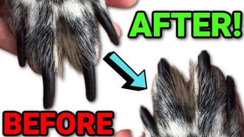 How to Safely Clip Your Dog’s Nails at Home | DIY Joy Projects and Crafts Ideas
