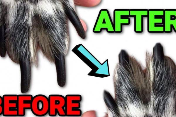 How to Safely Clip Your Dog's Nails at Home