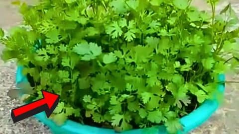 Magical Way to Grow Coriander in Just 5 Days | DIY Joy Projects and Crafts Ideas