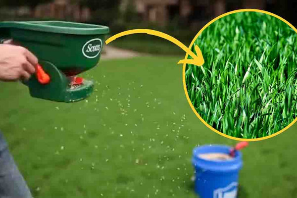 3 Quick Lawn Maintenance Tips for Fall