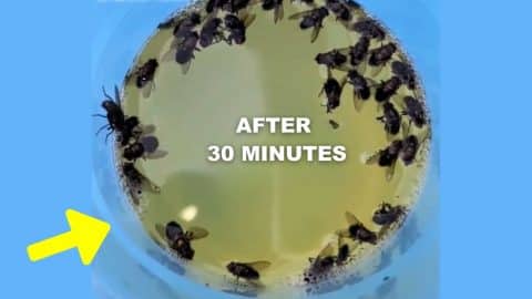 DIY Effective Fly Trap | DIY Joy Projects and Crafts Ideas