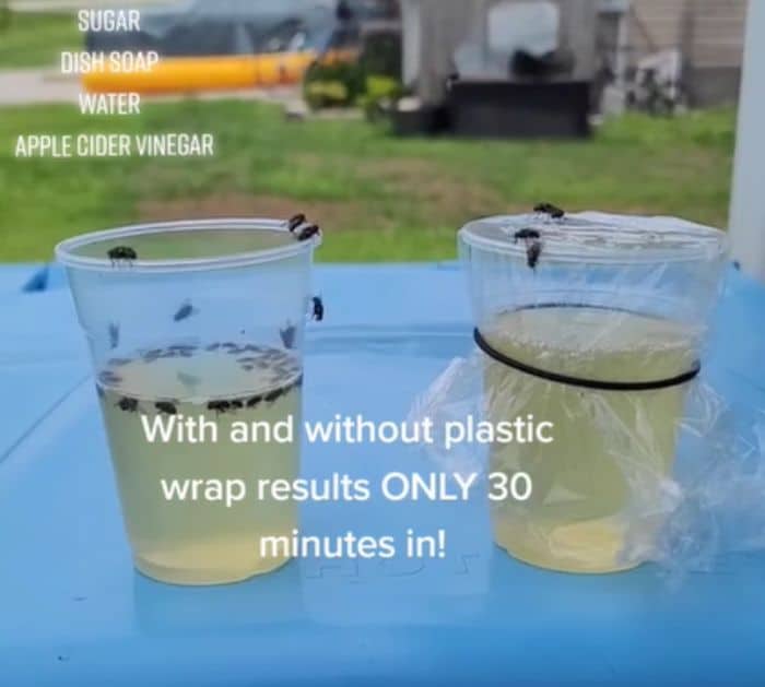 DIY Effective Fly Trap Instructions