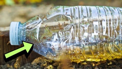 How to Make DIY Recycled Trap to Get Rid of Ant Colony | DIY Joy Projects and Crafts Ideas