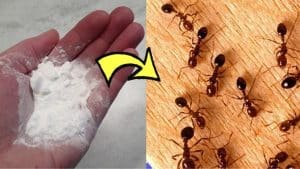 A Natural Way To Get Rid of Ants in Your House Permanently