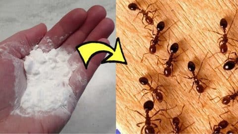 A Natural Way To Get Rid of Ants in Your House Permanently | DIY Joy Projects and Crafts Ideas