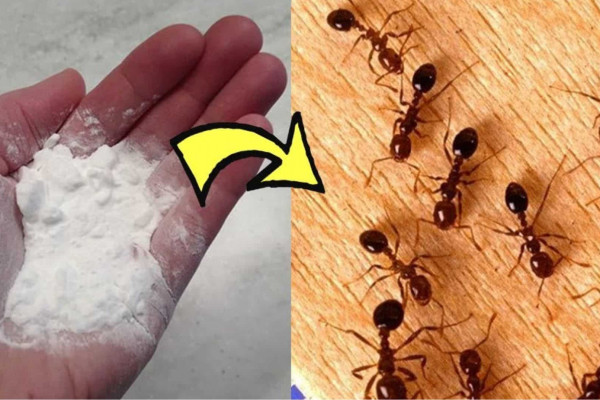 A Natural Way To Get Rid of Ants in Your House Permanently