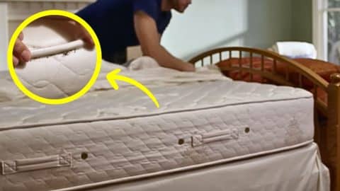 How to Get Rid of Bed Bugs | DIY Joy Projects and Crafts Ideas