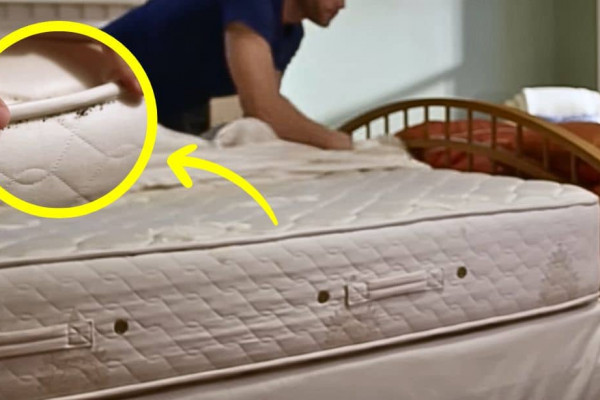 How to Get Rid of Bed Bugs