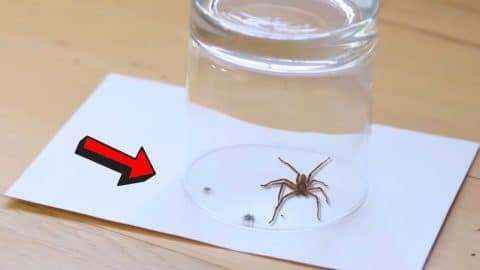 How to Get Rid of Spiders In Your House | DIY Joy Projects and Crafts Ideas