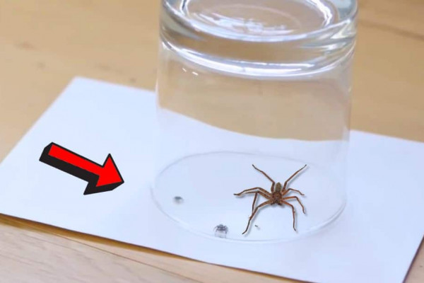 How to Get Rid of Spiders In Your House