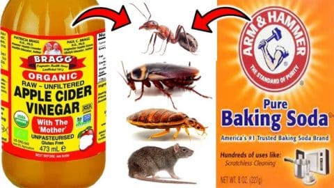 7 Effective Ways to Kill Pests With Baking Soda and Vinegar | DIY Joy Projects and Crafts Ideas