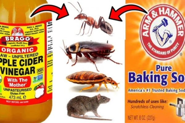 7 Effective Ways to Kill Pests With Baking Soda and Vinegar (1)