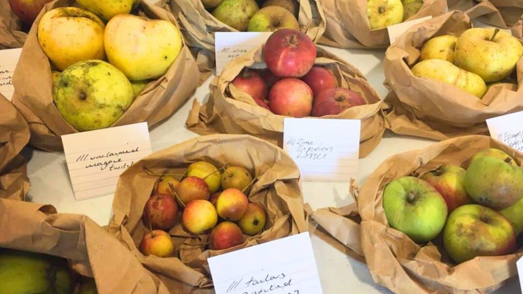How To Store Apples