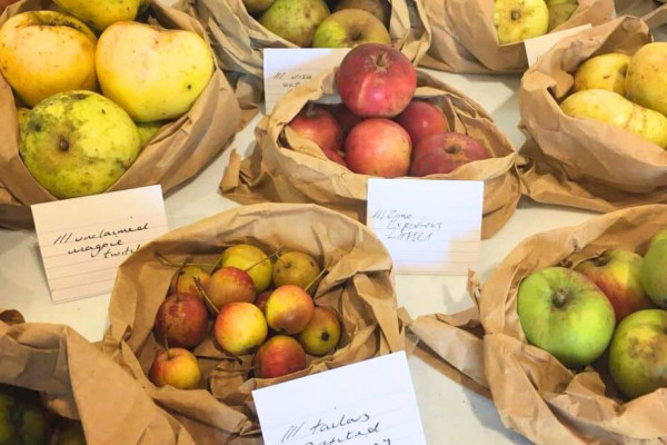 How To Store Apples
