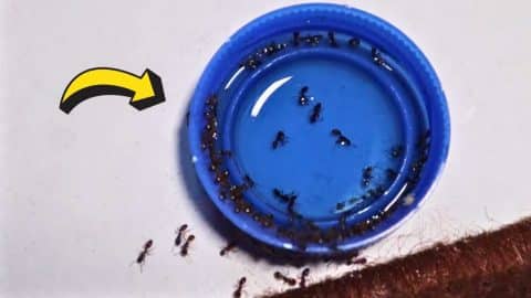 How to Get Rid of Red and Black Ants Using 3-Ingredients | DIY Joy Projects and Crafts Ideas