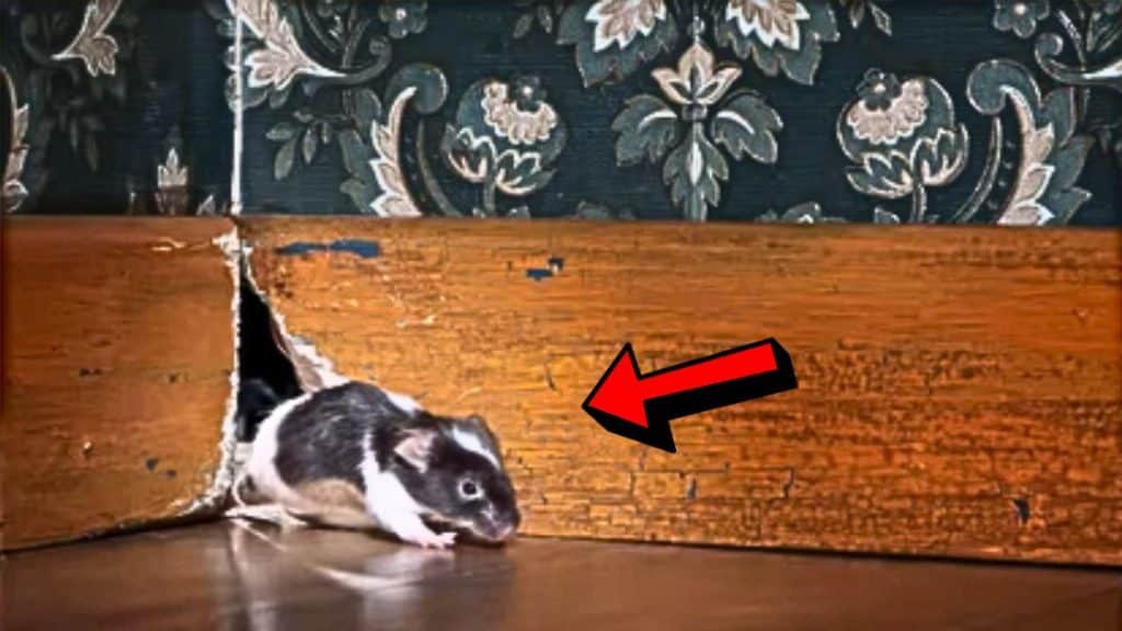 How to Get Rid of House Mice in 4 Easy Steps (1)