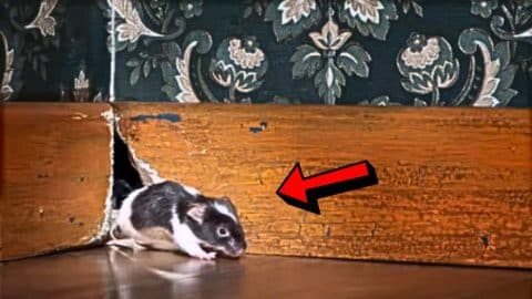 How to Get Rid of House Mice in 4 Easy Steps | DIY Joy Projects and Crafts Ideas