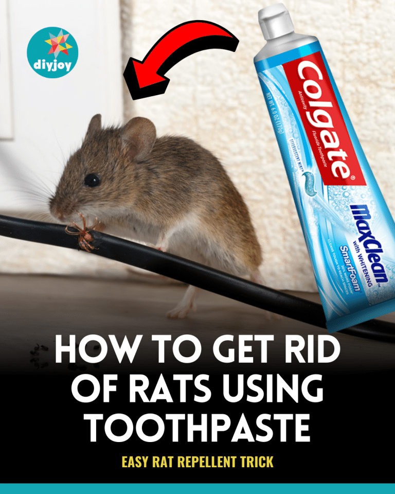 How to Get Rid of Rats Using Toothpaste - DIY Joy