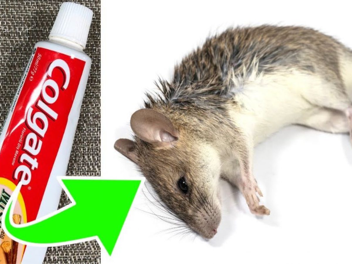 How To Kill Mice And Rats With Toothpaste