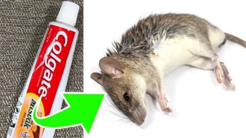 How to Get Rid of Rats Using Toothpaste | DIY Joy Projects and Crafts Ideas