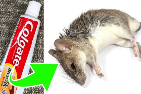 How to Get Rid of Rats Using Toothpaste