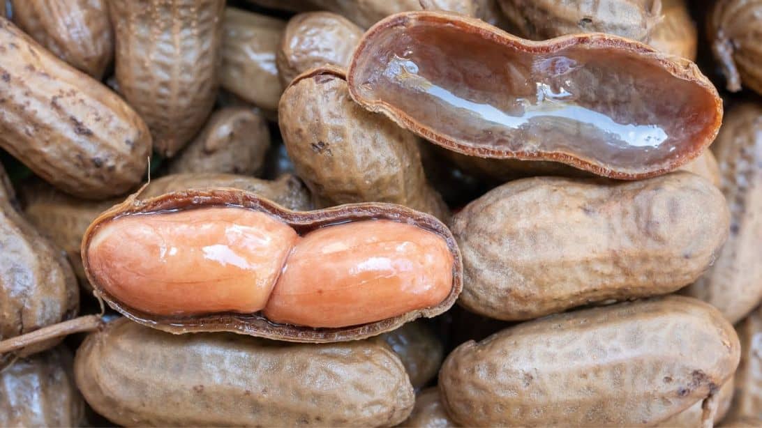 How to Make Southern Crockpot Boiled Peanuts | DIY Joy Projects and Crafts Ideas