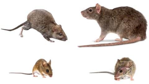 4 Step Process to Get Rid of Rats and Mice | DIY Joy Projects and Crafts Ideas
