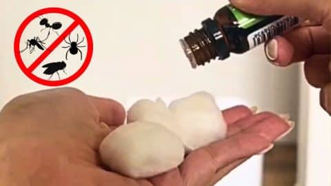 5 Hacks to Repel Bugs and Spiders in Your Home | DIY Joy Projects and Crafts Ideas