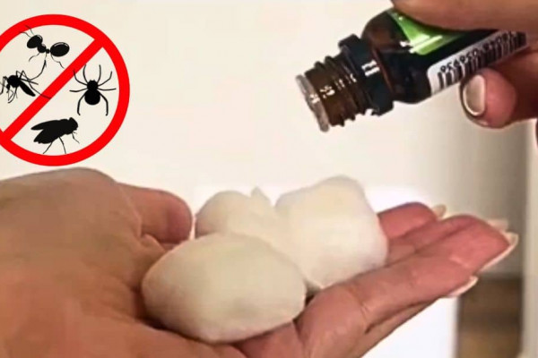 5 Hacks to Repel Bugs and Spiders in Your Home