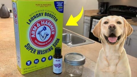 6 Ways to Get Rid of Dog Odor | DIY Joy Projects and Crafts Ideas