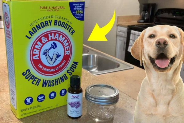 6 Ways to Get Rid of Dog Odor