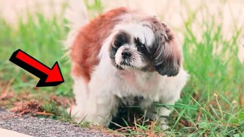 7 Hacks to Stop Dogs from Peeing Indoors | DIY Joy Projects and Crafts Ideas