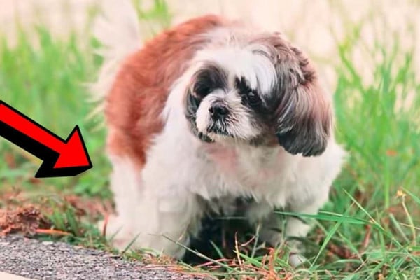 7 Hacks to Stop Dogs from Peeing Indoors