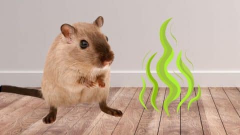 7 Smells That Mice and Rats Hate | DIY Joy Projects and Crafts Ideas