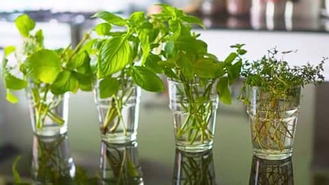 5 Herbs You Can Grow in Water Easily | DIY Joy Projects and Crafts Ideas