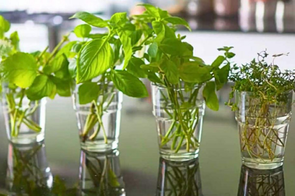 5 Herbs You Can Grow in Water Easily