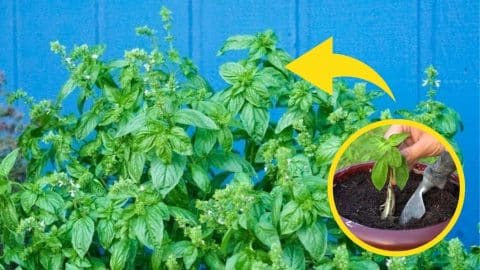 5 Tips to Grow Big Bushy Basil Plants | DIY Joy Projects and Crafts Ideas