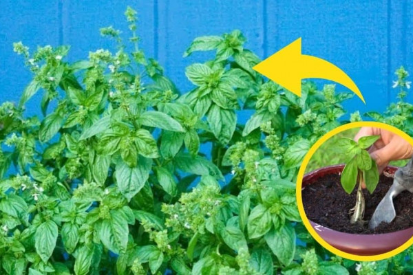5 Tips to Grow Big Bushy Basil Plants