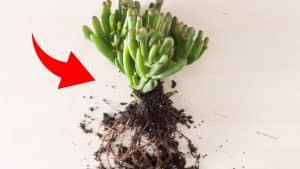 5 Tips to Keep Indoor Succulents Healthy
