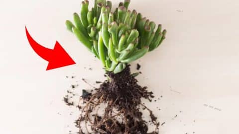 5 Tips to Keep Indoor Succulents Healthy | DIY Joy Projects and Crafts Ideas