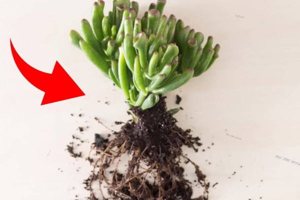 5 Tips to Keep Indoor Succulents Healthy
