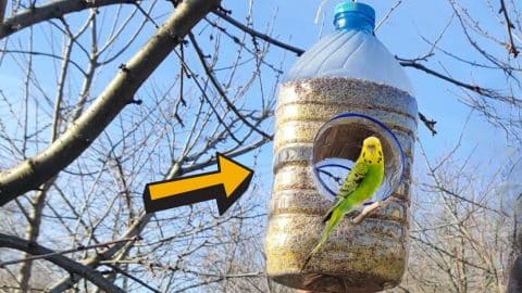 DIY Plastic Bottle Bird Feeder | DIY Joy Projects and Crafts Ideas